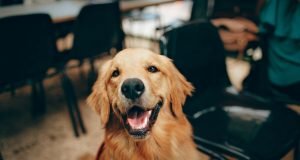 Top 7 Dog Nutritional Tips for Optimal Health Top 7 Dog Nutritional Tips for Optimal Health