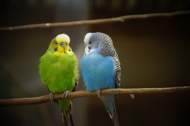 Beginner-Friendly Birds, how to care for pet birds