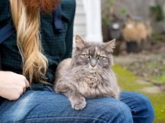 Beginner’s Guide to Best Cat Care Tips for New Pet Owners Best Cat Care Tips for New Pet Owners