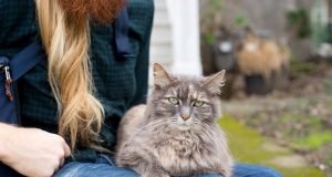 Beginner’s Guide to Best Cat Care Tips for New Pet Owners Best Cat Care Tips for New Pet Owners