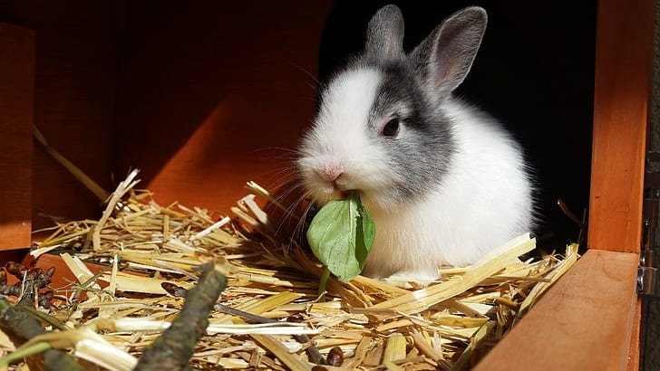 Best Rabbit Breeds for Pets