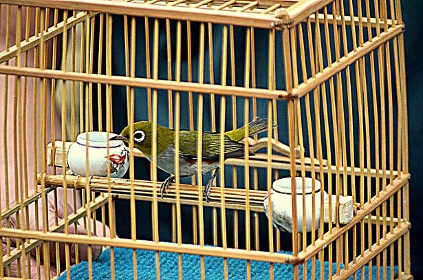 Cage Size and Placement, how to care for pet birds