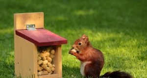 Top 10 Best Diets for Pet Rodents Diets for Pet Rodents