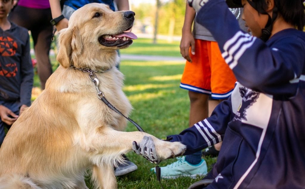 Effective Dog Training