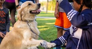 10 Effective Dog Training Techniques for Every Breed Effective Dog Training