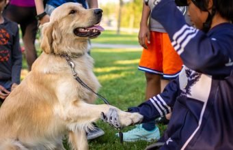 Effective Dog Training