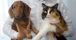 The 7 Ultimate Guide for Pets Lover for Flexibility Guide for Pets Lover for Flexibility