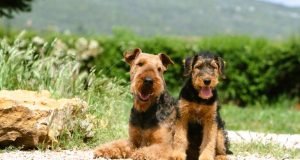 How Do I Choose the Right Dog for Me?: Expert Tips & Advice How Do I Choose the Right Dog for Me