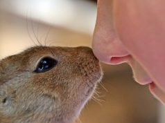 How to Care for Pet Rodents: A Comprehensive Guide How to Care for Pet Rodents