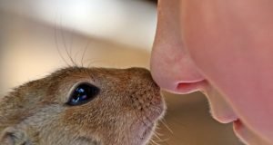 How to Care for Pet Rodents: A Comprehensive Guide How to Care for Pet Rodents