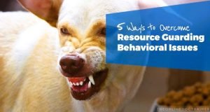 How to Deal With Dog Guarding Issues: Expert Tips & Solutions How to Deal With Dog Guarding Issues