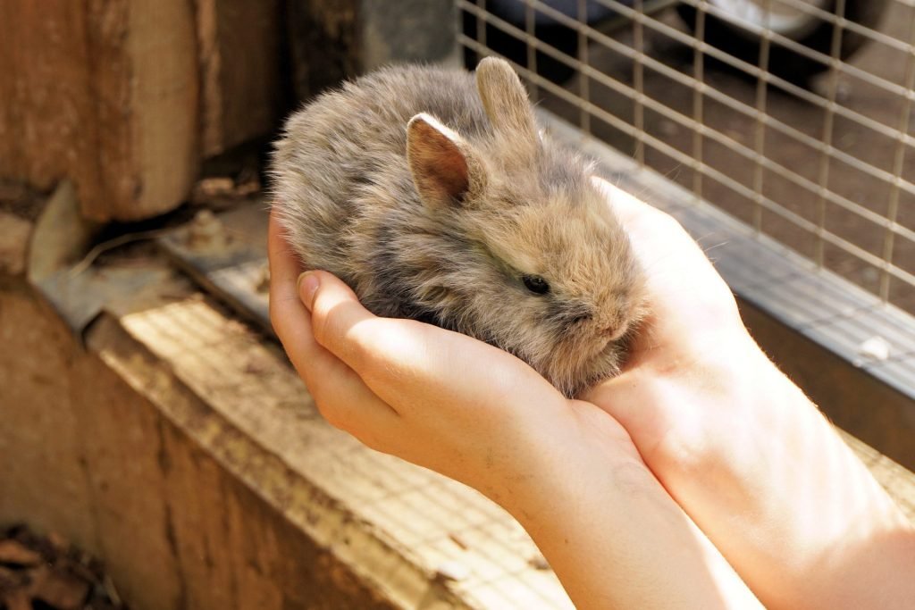 Indoor Rabbit Cage