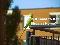 Is It Good to Keep Birds at Home: Pros and Cons Unveiled Keep Birds at Home