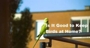 Is It Good to Keep Birds at Home: Pros and Cons Unveiled Keep Birds at Home
