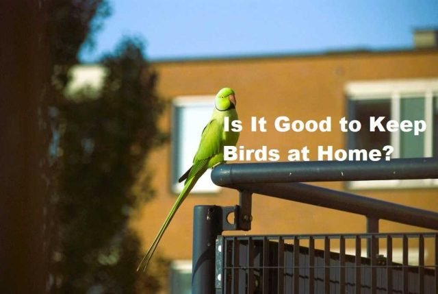 Keep Birds at Home