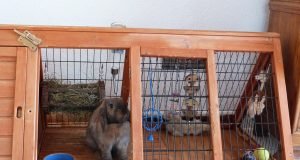 Choosing the Perfect Indoor Rabbit Cage: A Comprehensive Guide Perfect Indoor Rabbit Cage