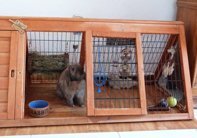 Perfect Indoor Rabbit Cage