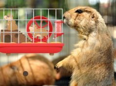 Setting Up the Perfect Rodent Cage: Essential Tips Perfect Rodent Cage