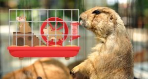 Setting Up the Perfect Rodent Cage: Essential Tips Perfect Rodent Cage