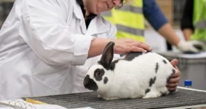 Rabbit Care Basics: A Comprehensive Guide for Beginners Rabbit Care Basics A Comprehensive Guide for Beginners