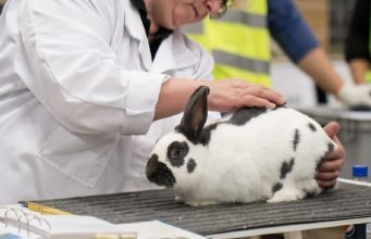 Rabbit Care Basics A Comprehensive Guide for Beginners