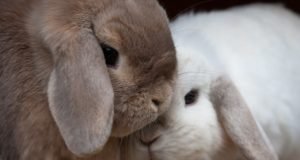 How to Determine the Gender of Your Rabbit: A Complete Guide Rabbit gender determination