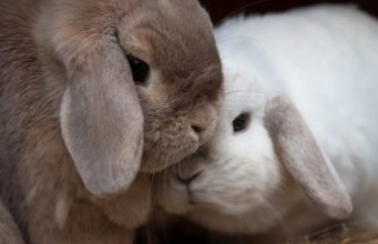 Rabbit gender determination