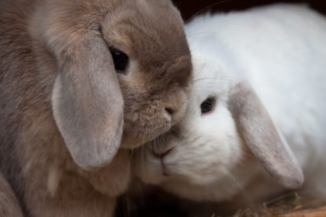 Rabbit gender determination