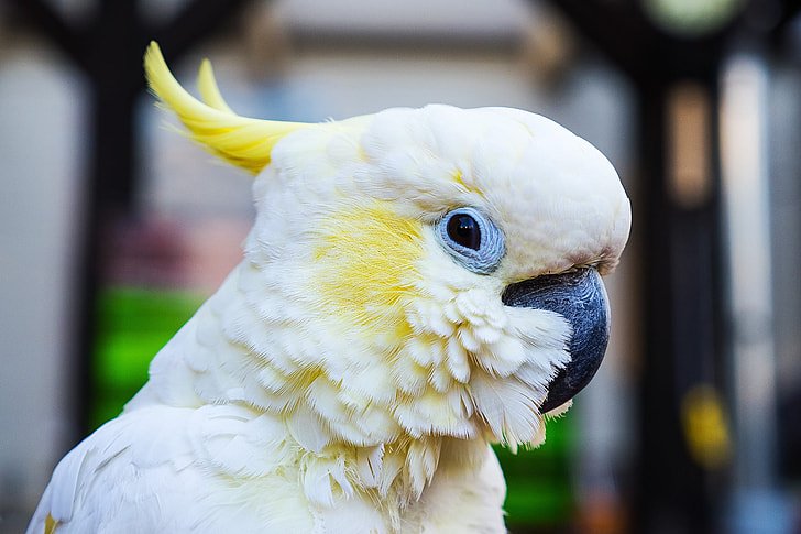 The Sulfur-Crested Cockatoo, most beautiful birds