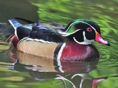 Most Beautiful Birds: Explore Nature’s Top 10 Beautifully Crowned Birds The most beautiful birds