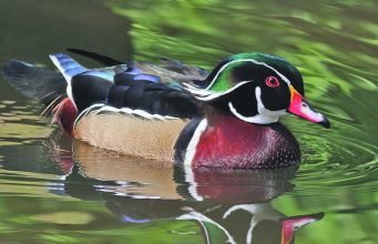 The most beautiful birds