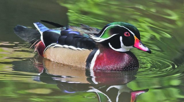 The most beautiful birds