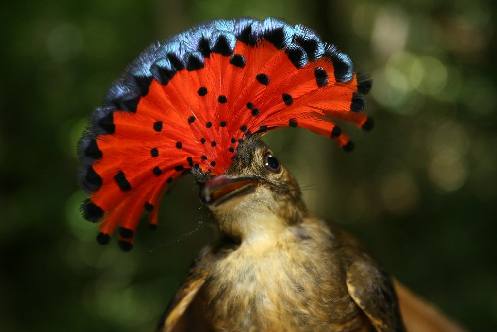 The most beautiful birds, The Royal Flycatcher