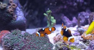 Essential Tips for Maintaining a Saltwater Aquarium Tips for Maintaining a Saltwater Aquarium