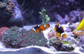 Tips for Maintaining a Saltwater Aquarium