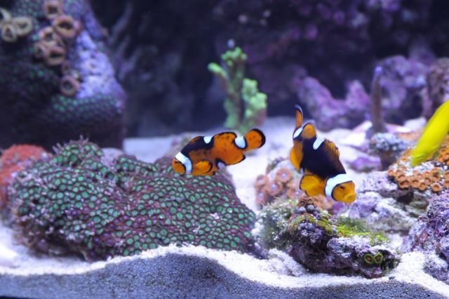 Tips for Maintaining a Saltwater Aquarium