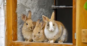 Top 10 Best Rabbit Breeds for Pets Top 10 Best Rabbit Breeds for Pets