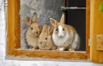 Top 10 Best Rabbit Breeds for Pets
