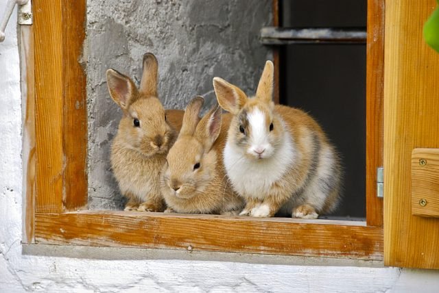 Top 10 Best Rabbit Breeds for Pets