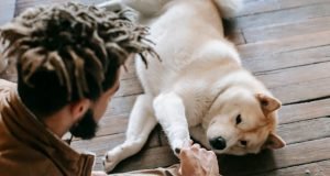 Top 10 Essential Products for Pet Must-Have for Pet Lover Top 10 Essential Products for Pet