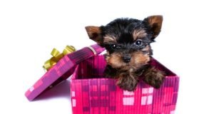 What to Do before Getting Dog: Essential Preparation Tips What to Do before Getting Dog