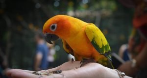 7 Tips How to Care for Pet Birds: A Comprehensive Guide for New Bird Owners how to care for pet birds