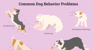 How to Deal With Dog Behavior Problems: Expert Tips & Solutions How to Deal With Dog Behavior Problems