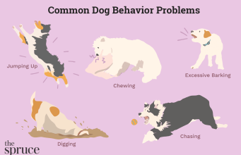 How to Deal With Dog Behavior Problems
