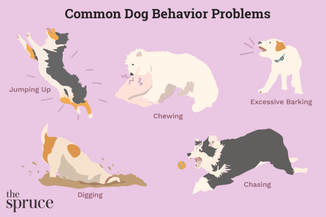 How to Deal With Dog Behavior Problems