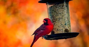 Creating a Haven for Feathered Friends: A Guide to Building a Bird-Friendly Home A Guide to Building a Bird-Friendly Home
