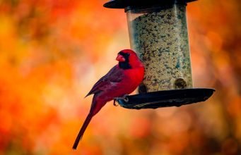 A Guide to Building a Bird-Friendly Home