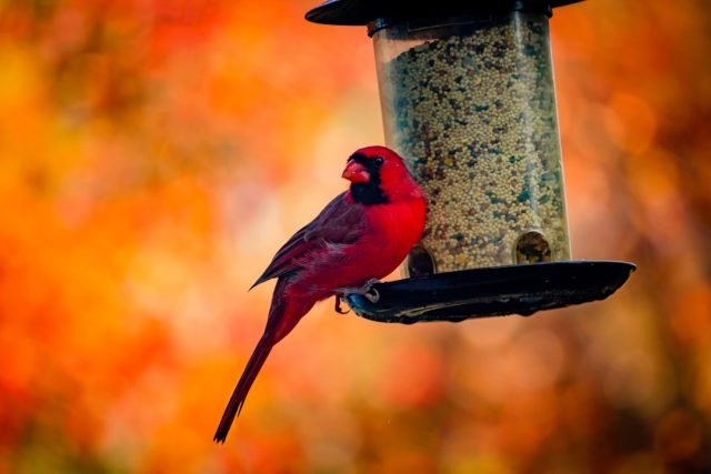 A Guide to Building a Bird-Friendly Home