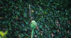 6 Tips Optimizing Your Birds Well Being: A Guide to Nutritional Bliss 6 Tips Optimizing Your Birds Well Being