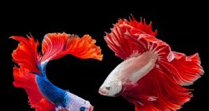 Ultimate Guide to Aquarium Fish Care: From Setup to Maintenance Ultimate Guide to Aquarium Fish Care